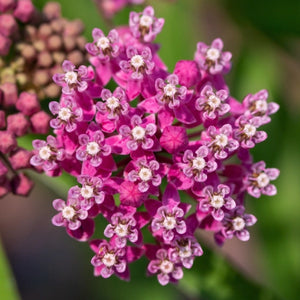 Pink Swamp Milkweed Seeds For Planting (Asclepias incarnata)