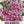 Pink Swamp Milkweed Seeds For Planting (Asclepias incarnata)