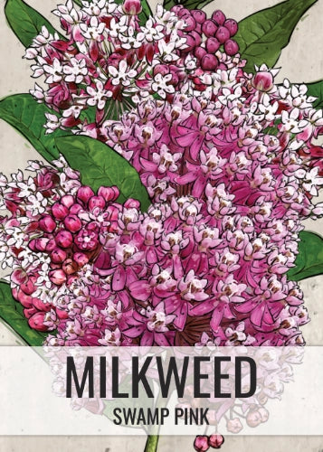 Pink Swamp Milkweed Seeds For Planting (Asclepias incarnata)