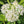 White Swamp Milkweed Seeds For Planting (Asclepias incarnata)