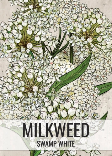 White Swamp Milkweed Seeds For Planting (Asclepias incarnata)