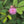 Sensitive Plant Seeds For Planting (Mimosa Pudica)