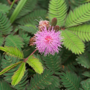 Sensitive Plant Seeds For Planting (Mimosa Pudica)