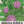 Sensitive Plant Seeds For Planting (Mimosa Pudica)