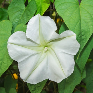 White Moonflower Seeds For Planting - Evening Bloomer (Ipomoea alba)