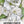 White Moonflower Seeds For Planting - Evening Bloomer (Ipomoea alba)