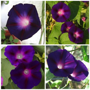 Black Kniolas Morning Glory Seeds For Planting (Ipomoea purpurea)