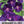Black Kniolas Morning Glory Seeds For Planting (Ipomoea purpurea)