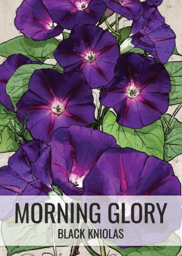 Black Kniolas Morning Glory Seeds For Planting (Ipomoea purpurea)