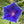 Blue Picotee Morning Glory Seeds For Planting (Ipomoea nil)