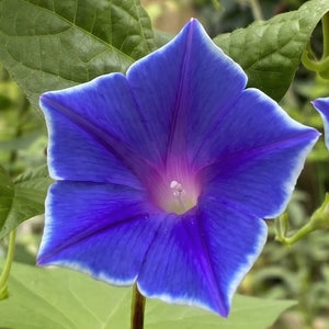 Blue Picotee Morning Glory Seeds For Planting (Ipomoea nil)