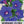 Blue Picotee Morning Glory Seeds For Planting (Ipomoea nil)