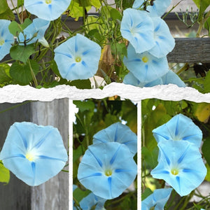 Blue Star Morning Glory Seeds For Planting (Ipomoea tricolor)