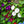 Crazy Mixed Morning Glory Seeds For Planting (Ipomoea pupurea / nil)