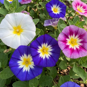 Morning Glory, Ensign Mixture (Convolvulus tricolor)