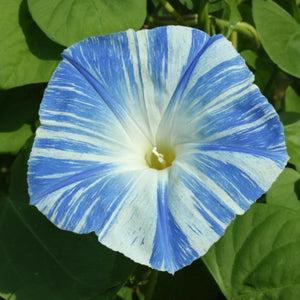 Flying Saucers Morning Glory Seeds For Planting (Ipomoea purpurea)