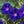 Grandpa Ott Morning Glory Seeds For Planting (Ipomoea purpurea)