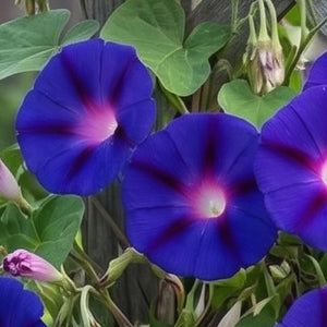 Grandpa Ott Morning Glory Seeds For Planting (Ipomoea purpurea)