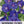 Grandpa Ott Morning Glory Seeds For Planting (Ipomoea purpurea)