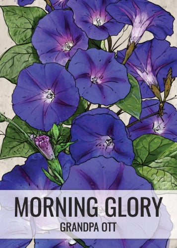 Grandpa Ott Morning Glory Seeds For Planting (Ipomoea purpurea)
