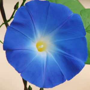 Heavenly Blue Morning Glory (Ipomoea tricolor)
