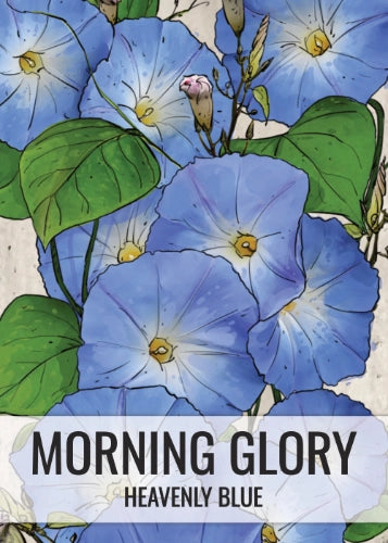 Heavenly Blue Morning Glory (Ipomoea tricolor)