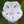 Milky Way Morning Glory Seeds For Planting (Ipomoea tricolor)