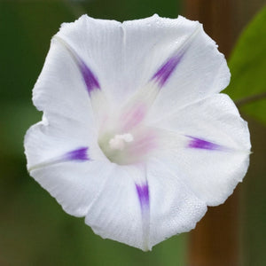 Milky Way Morning Glory Seeds For Planting (Ipomoea tricolor)