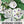 Milky Way Morning Glory Seeds For Planting (Ipomoea tricolor)
