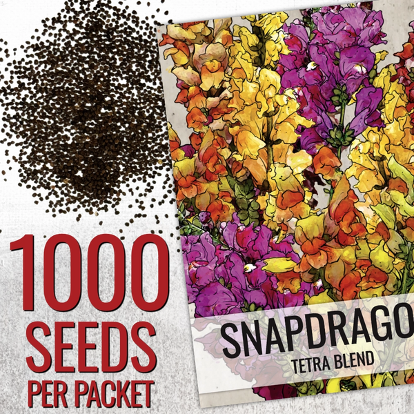 Snapdragon Seeds For Planting Tetra Blend (Antirrhinum majus)