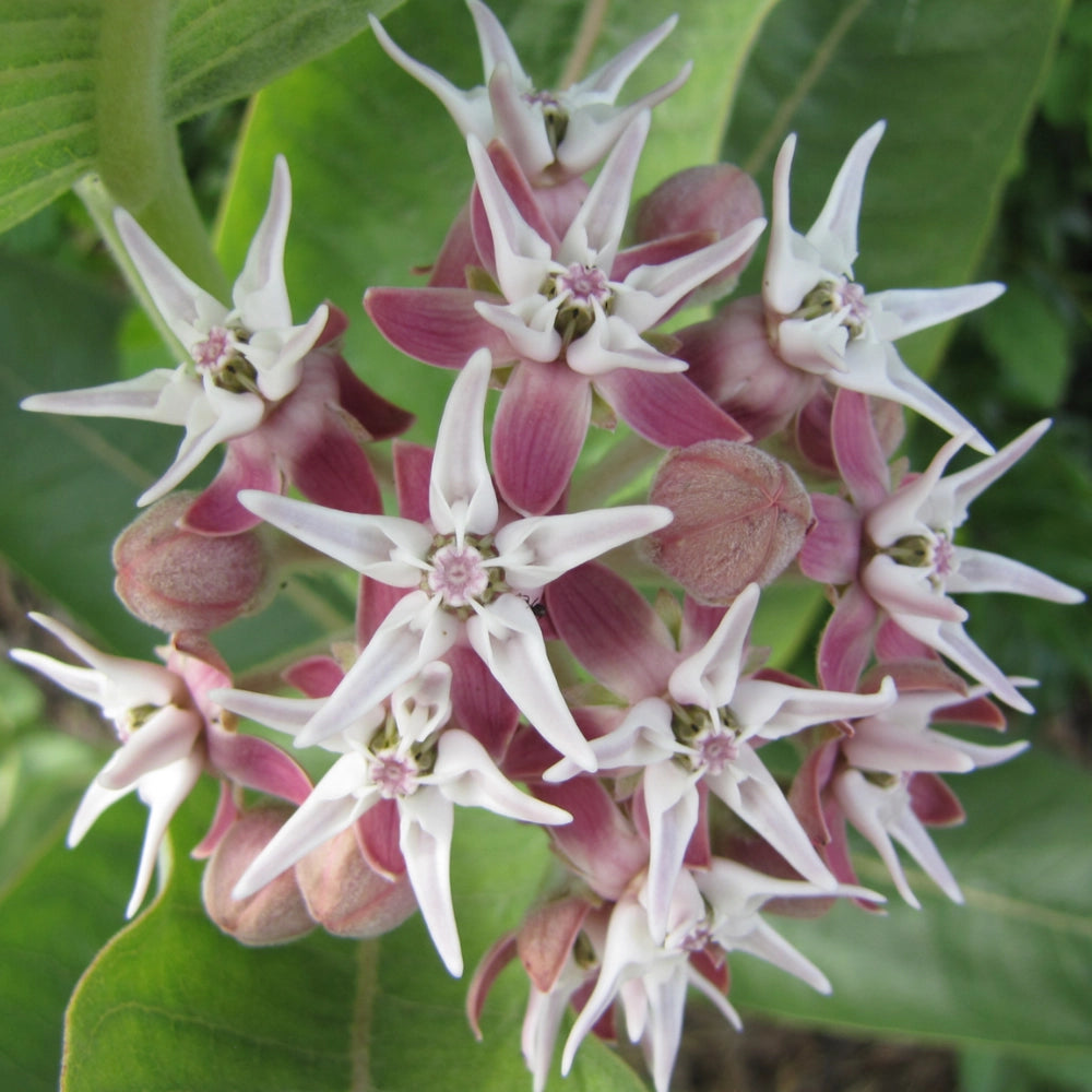 Showy Milkweed Seeds For Planting (Asclepias speciosa)