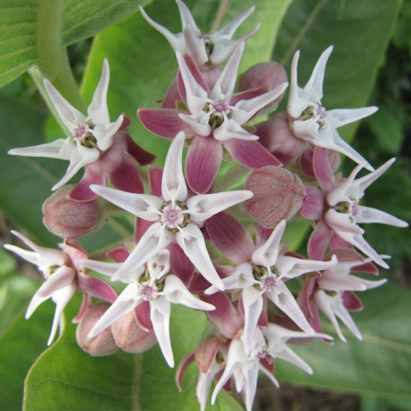 Showy Milkweed Seeds For Planting (Asclepias speciosa)