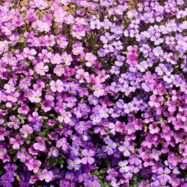 Purple Rockcress Groundcover Seeds For Planting (Aubrieta deltoidea)