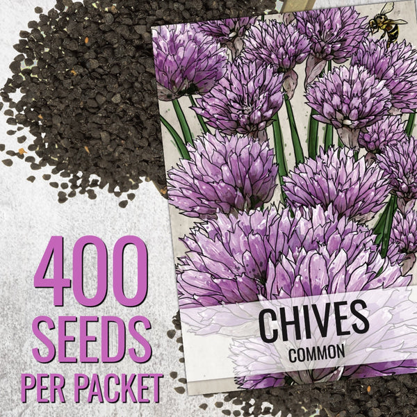 Common Chives Herb Seeds For Planting (Allium schoenoprasum)