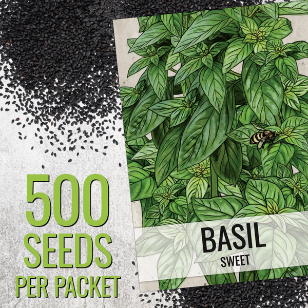 Sweet Basil Herb Seeds For Planting (Ocimum basilicum)