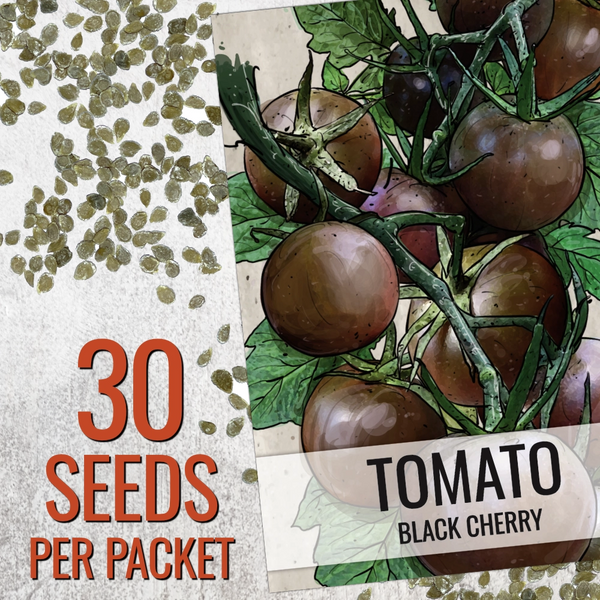 Black Cherry Tomato Seeds For Planting (Solanum lycopersicum)