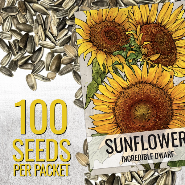 Incredible Dwarf Sunflower Seeds For Planting (Helianthus annuus)