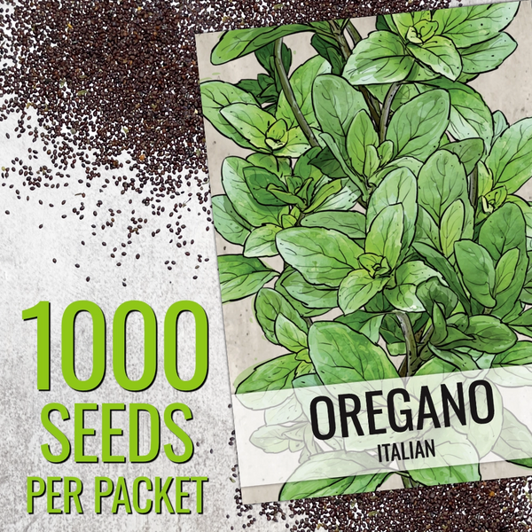 Italian Oregano (Origanum vulgare)