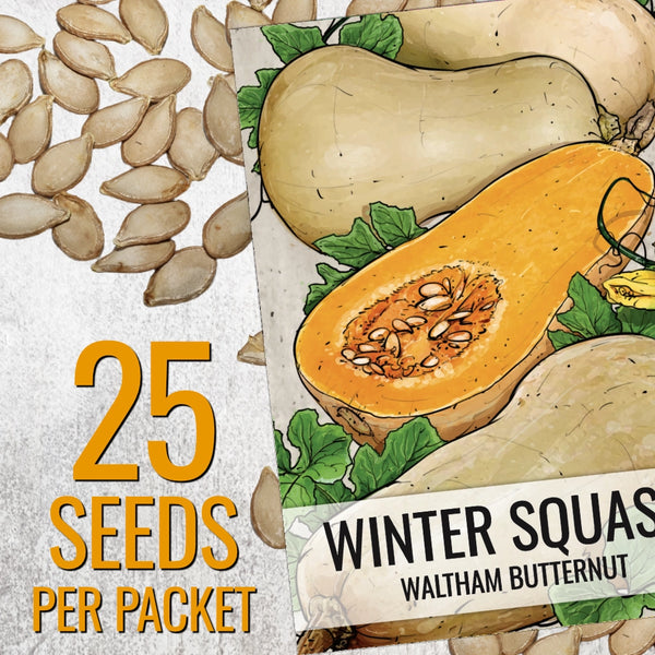 Waltham Butternut Winter Squash Seeds For Planting (Cucurbita pepo)