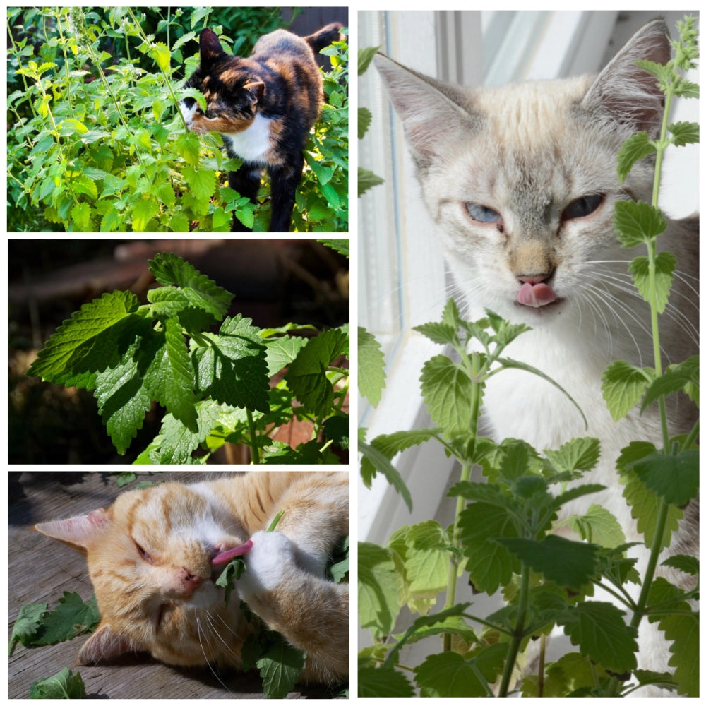 Catnip Herb Seeds For Planting (Nepeta cataria)