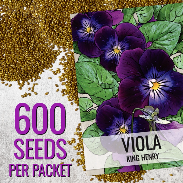 King Henry Viola Seeds For Planting (Viola cornuta)
