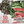 Crimson Sweet Watermelon Seeds For Planting (Citrullus lanatus)