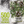 Thyme Herb Seeds For Planting (Thymus vulgaris)