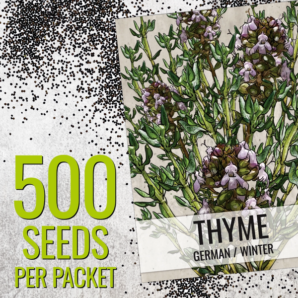 Thyme Herb Seeds For Planting (Thymus vulgaris)