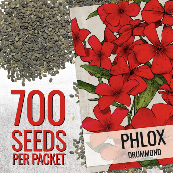 Red Drummond Phlox Seeds For Planting (Phlox Drummondii)