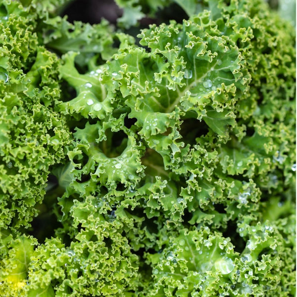 Kale Seeds For Planting, Vates Blue Scotch Curled (Brassica oleracea)