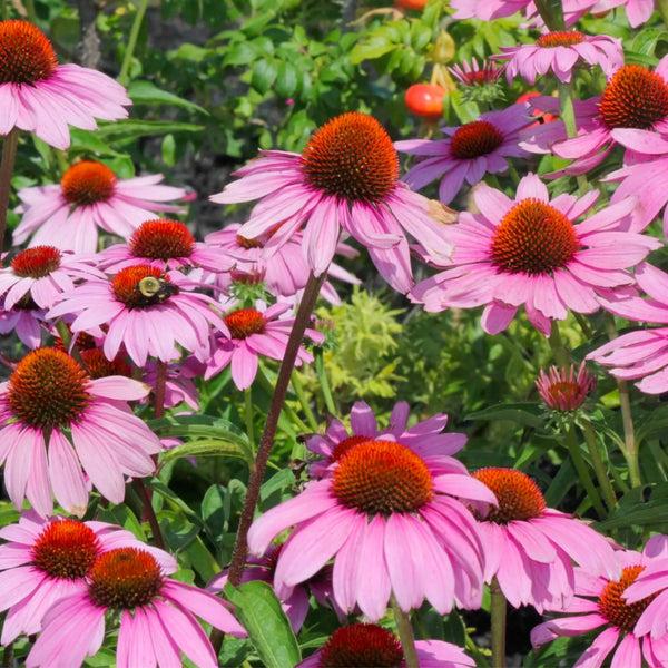 Purple Coneflower Seeds For Planting (Echinacea purpurea)