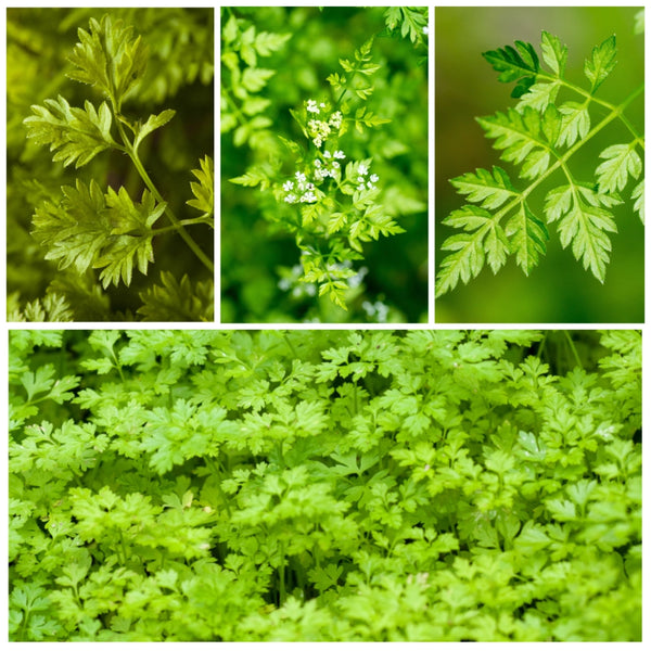 Chervil Herb Seeds For Planting (Anthriscus cerefolium)