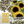 Yellow Pygmy Sunflower Seeds For Planting (Helianthus annuus)