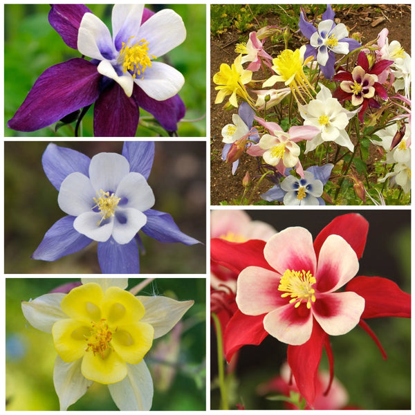 Giant Star, Mckana's Columbine Seeds For Planting (Aquilegia caerulea)